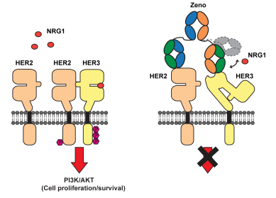 Zenocutuzumab