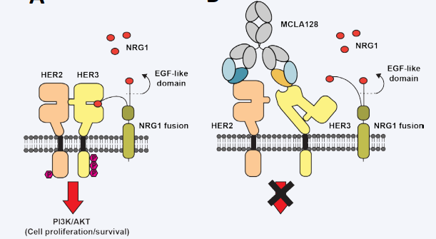 NRG1融合蛋白可作為HER3的配體