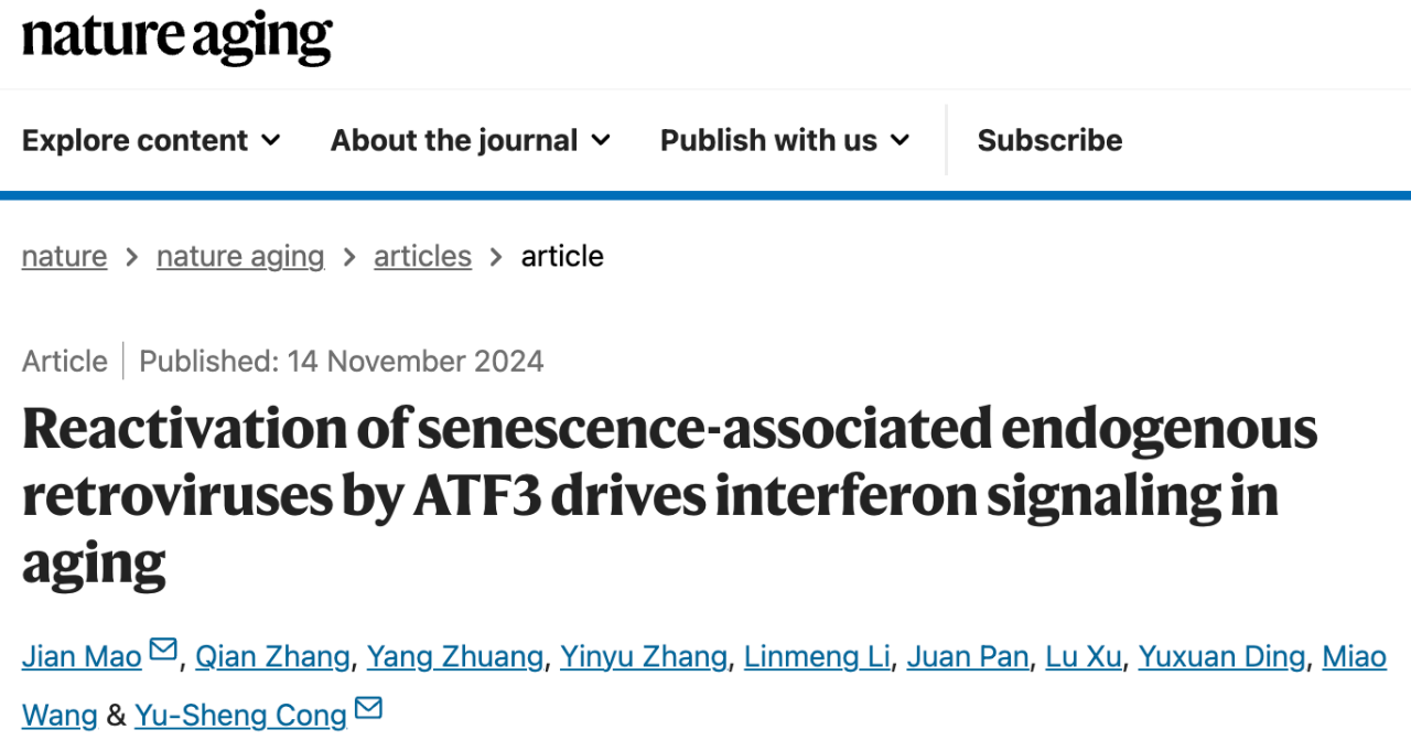 Reactivation of senescence-associated endogenous retroviruses by ATF3 drives interferon signaling in aging