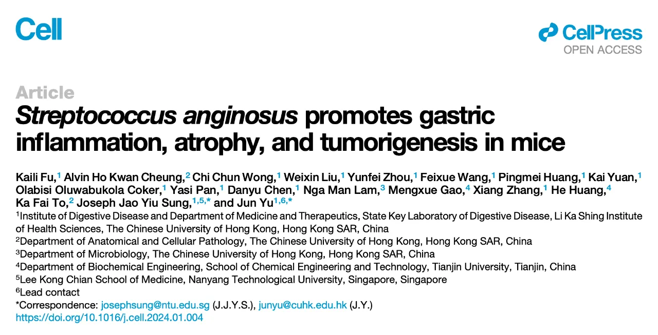 Streptococcus anginosus promotes gastric inflammation, atrophy, and tumorigenesis in mice