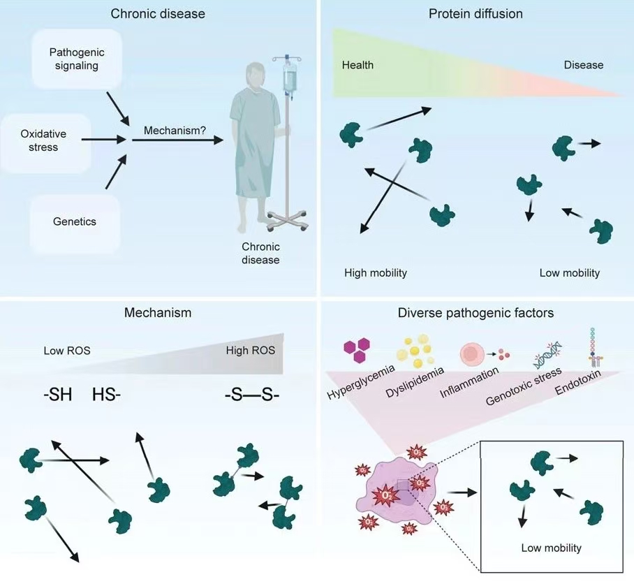 Proteolethargy