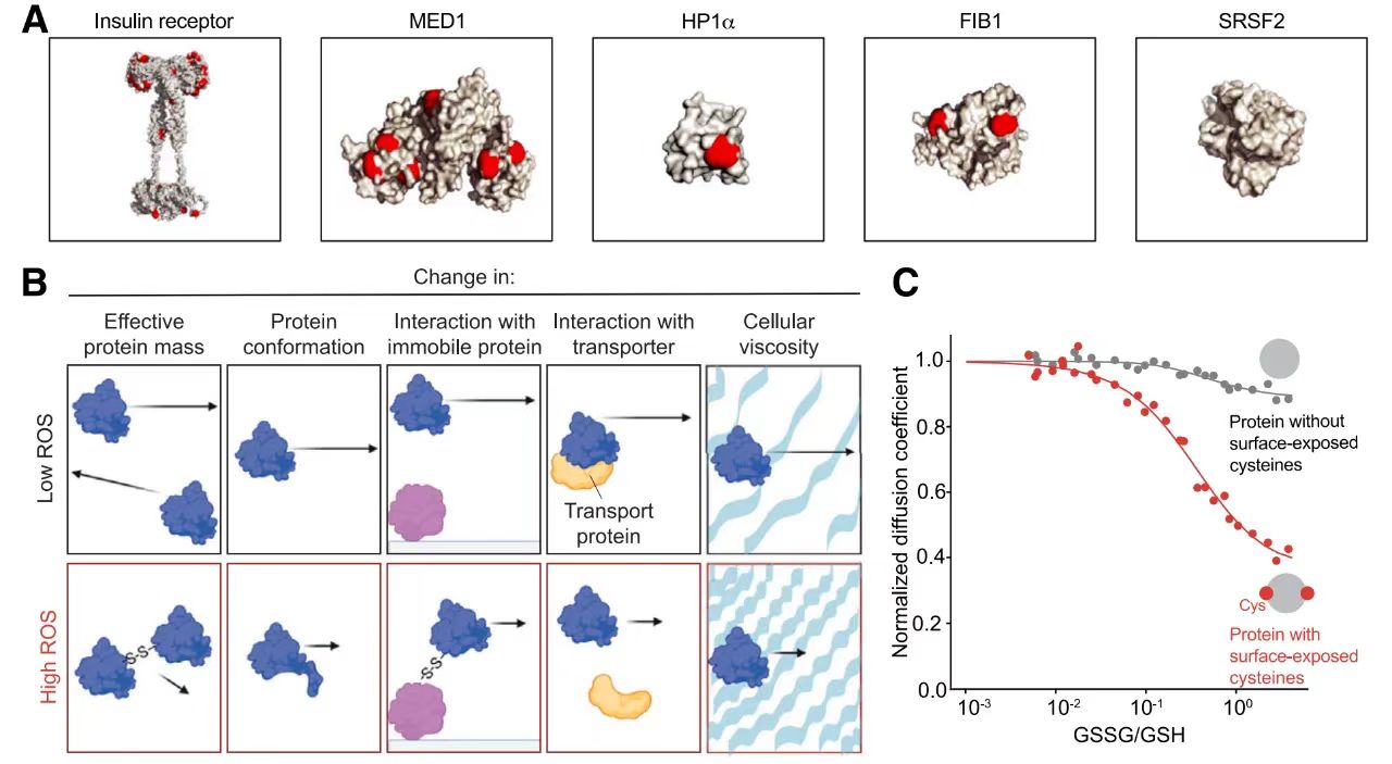 表面暴露的半胱氨酸使蛋白質(zhì)對氧化驅(qū)動的蛋白質(zhì)遷移率的降低敏感