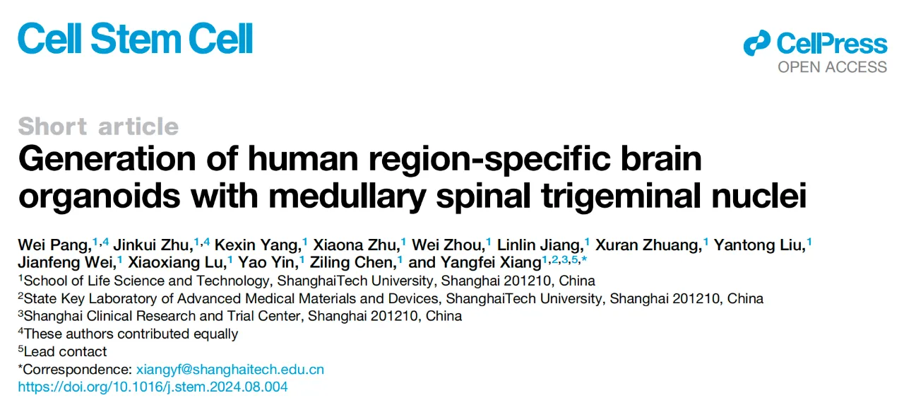 Generation of human region-specific brain organoids with medullary spinal trigeminal nuclei