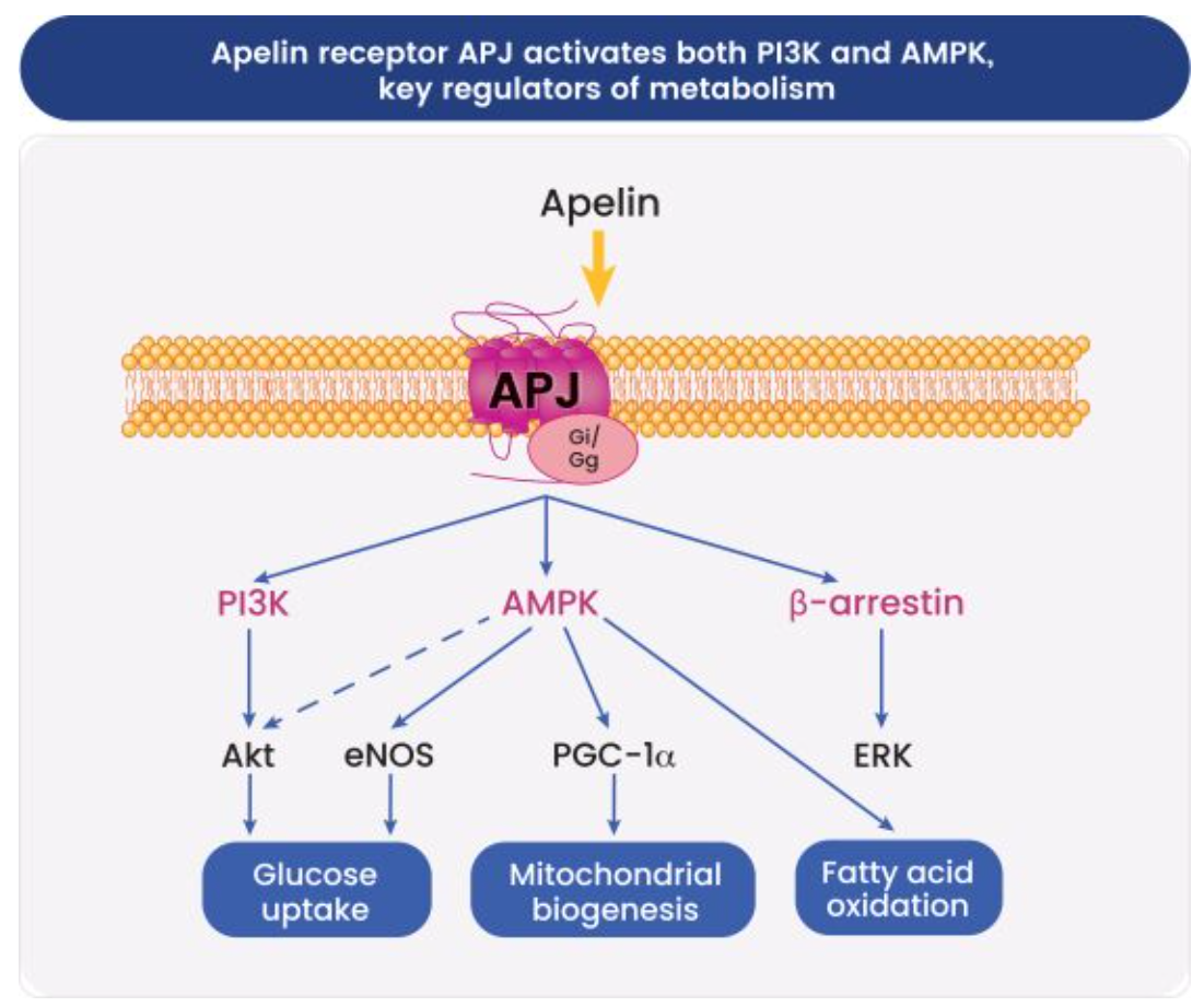 Apelin受體被激活后