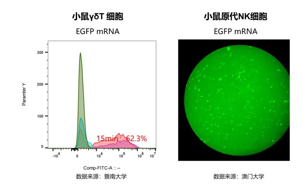 圖4. 用戶反饋ProteanFect在小鼠免疫細(xì)胞實現(xiàn)高效轉(zhuǎn)染