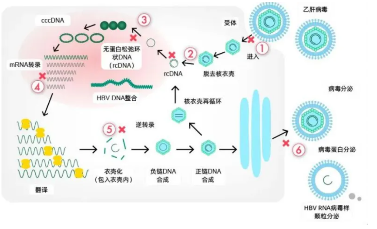 cccDNA的清除