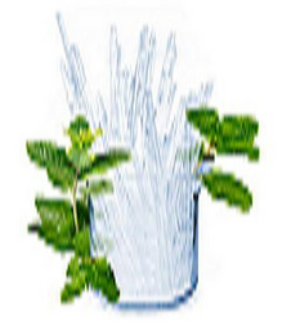 天然薄荷腦