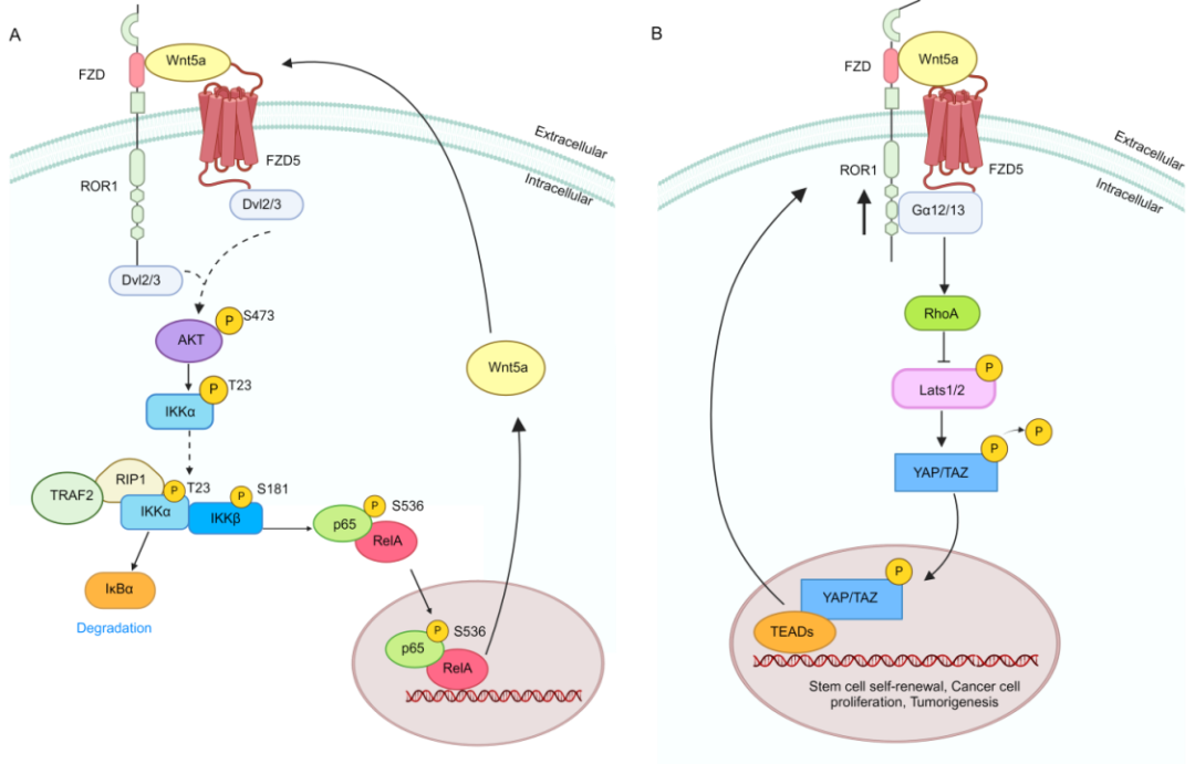 cirmtuzumab