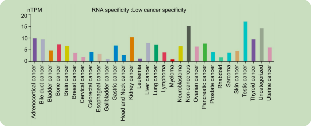 《Unlocking the potential: advancements and future horizons in ROR1-targeted cancer therapies》