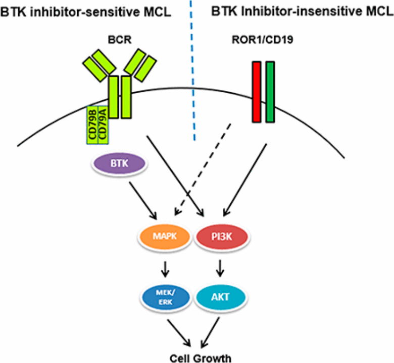 《ROR1/CD19 Receptor Complex Promotes Growth of Mantle Cell Lymphoma Cells Independently of the B Cell Receptor–BTK Signaling Pathway》