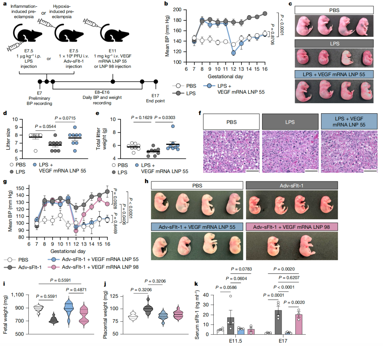 VEGF-mRNA