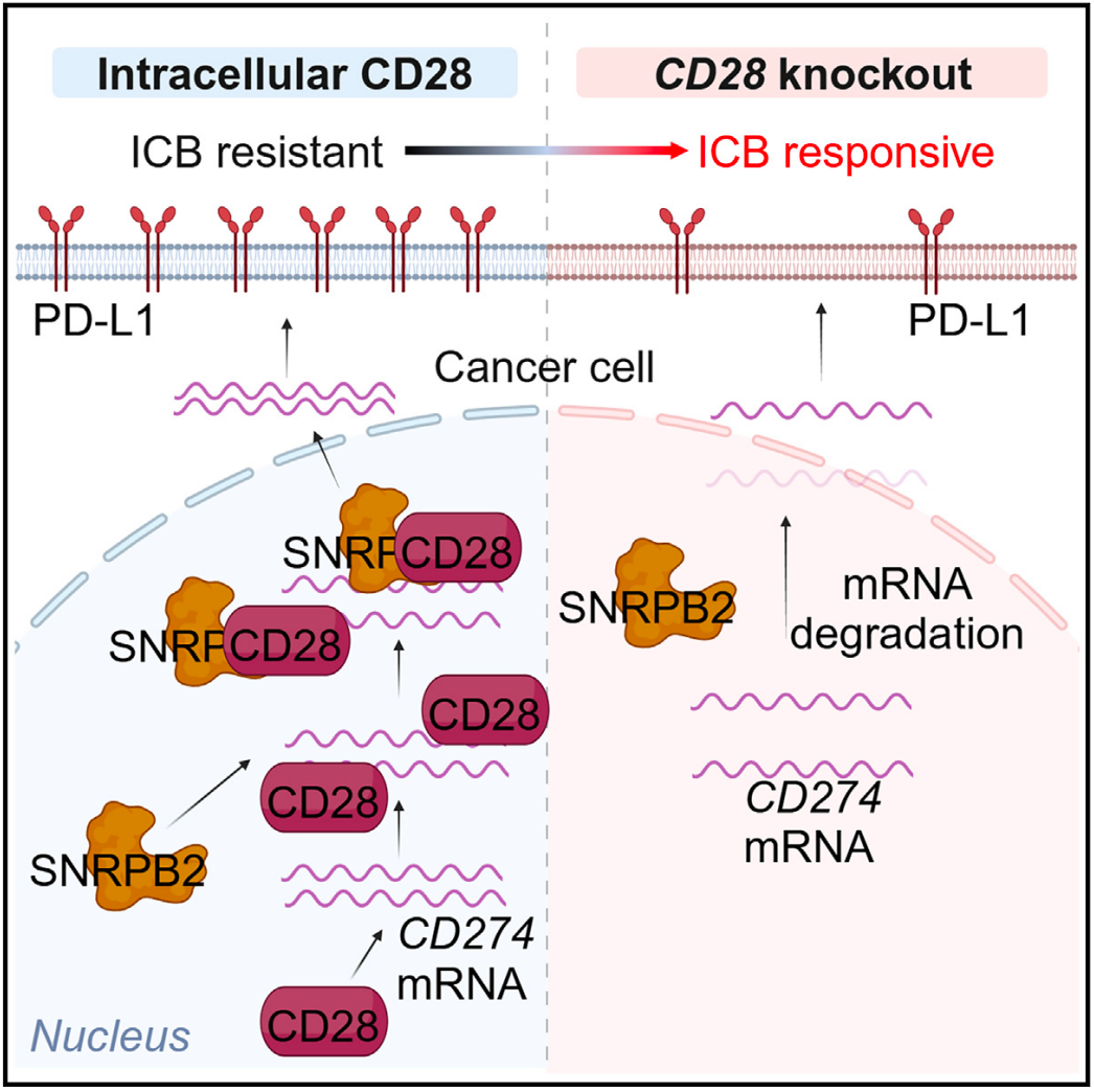 CD28