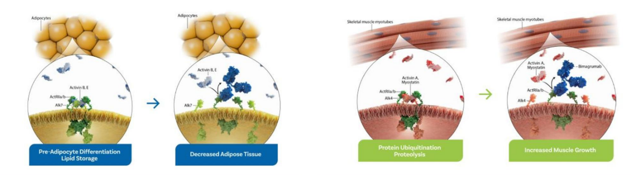 圖：ActRII增肌減脂原理