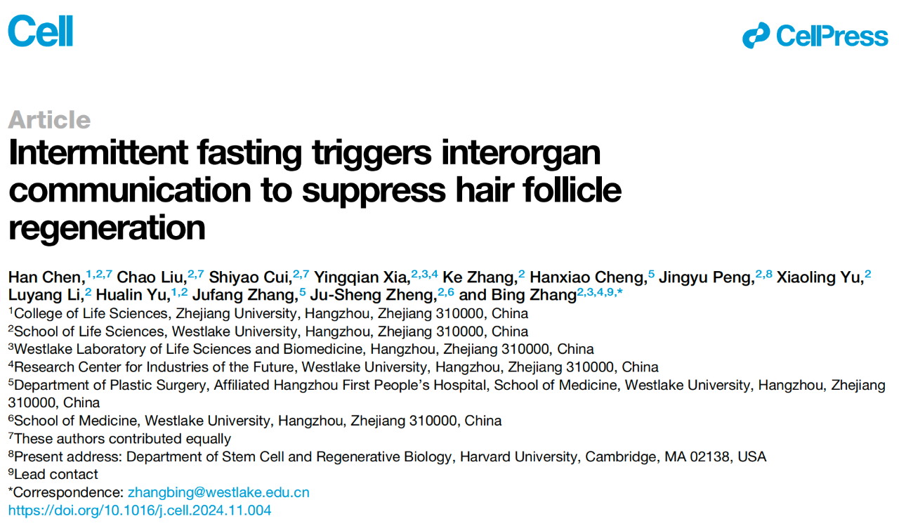 Intermittent fasting triggers interorgan communication to suppress hair follicle regeneration