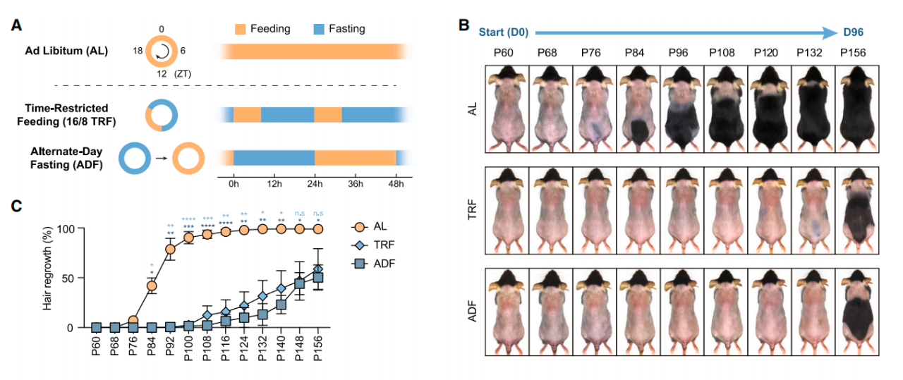 間歇性禁食可抑制毛囊再生