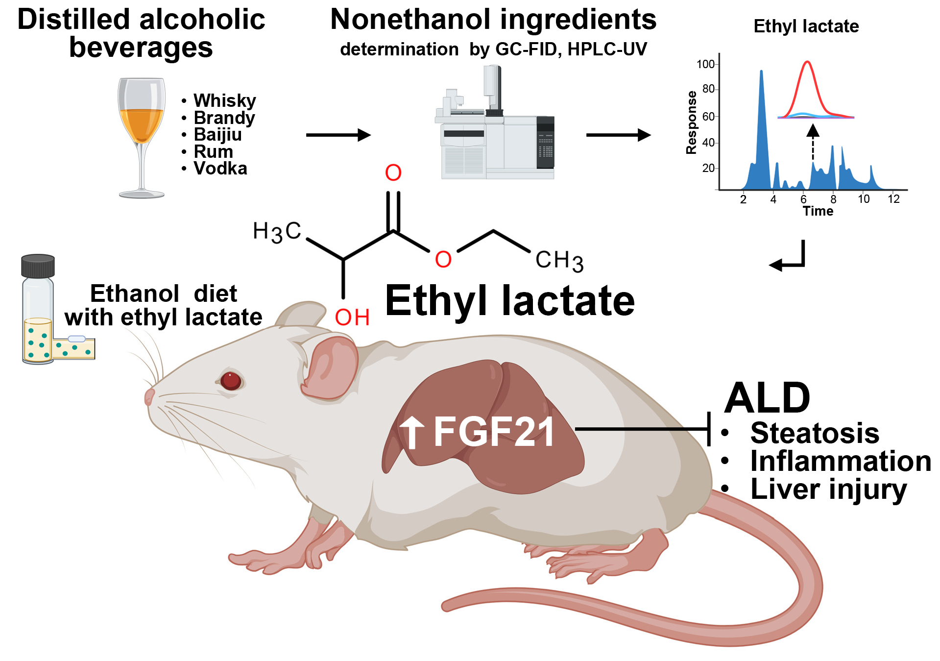 乳酸乙酯（Ethyl lactate）激活FGF21