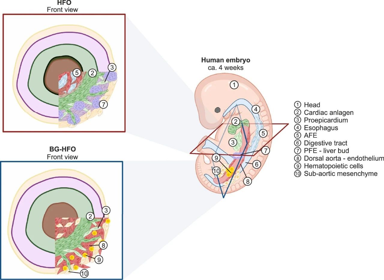 HFO（blood-generating HFO）