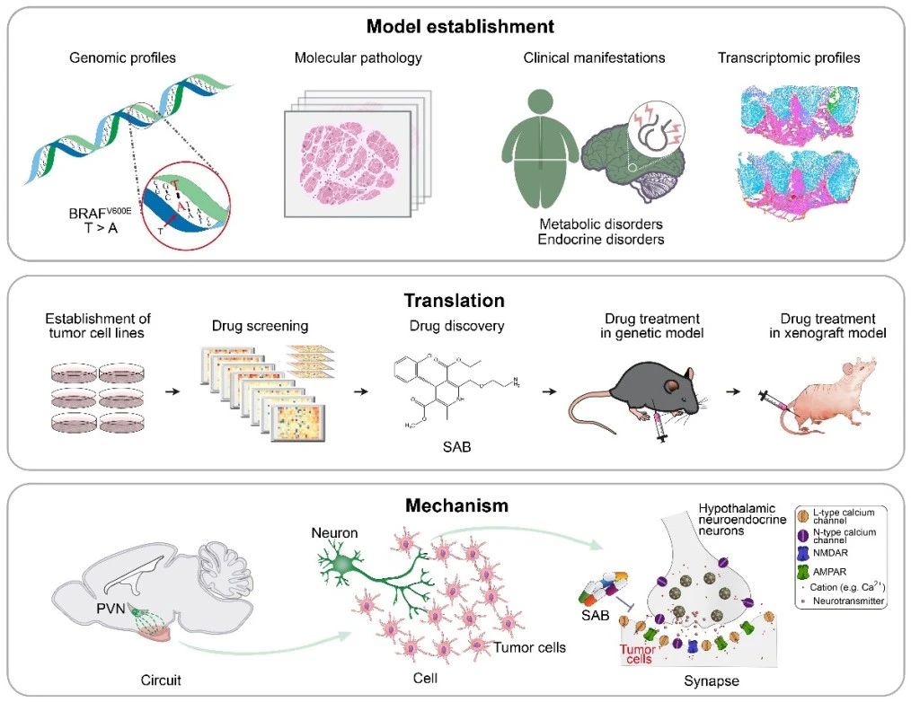 圖1. 顱咽管瘤的模型構(gòu)建、藥物篩選和神經(jīng)調(diào)控機制