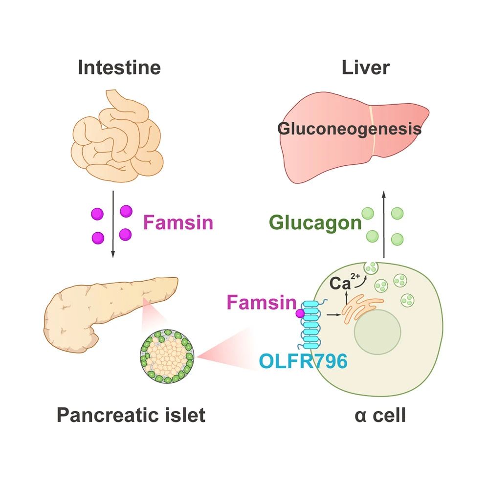 腸促生存素（Famsin）促進胰高血糖素釋放并增強肝臟糖異生