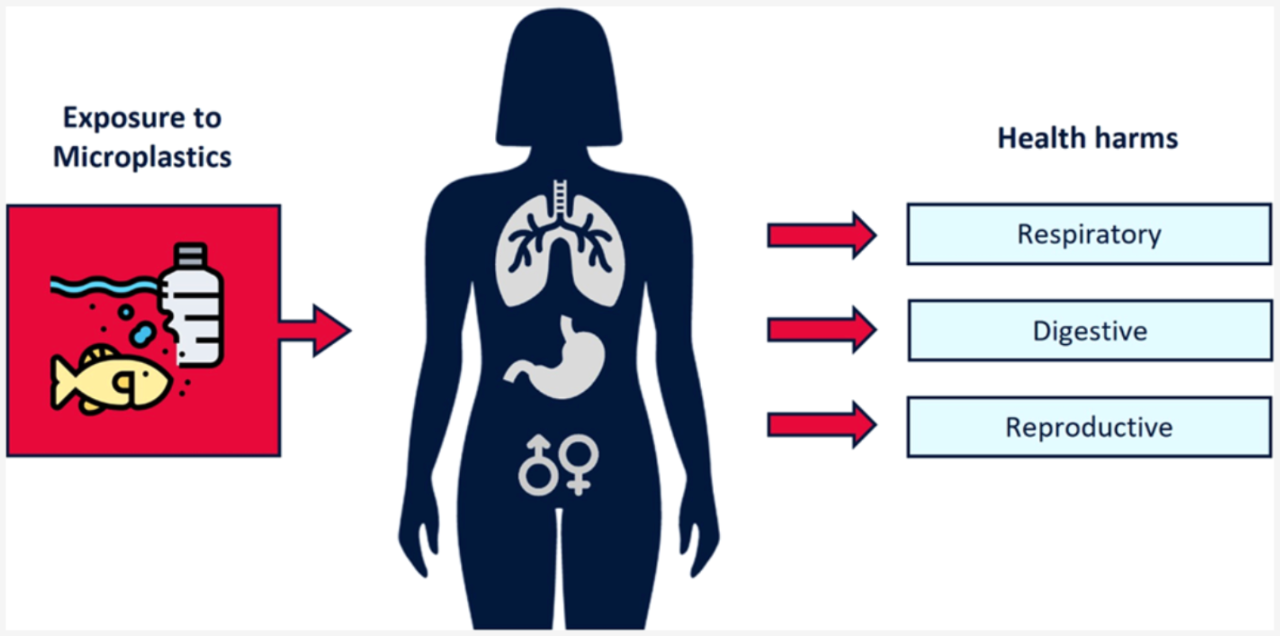 微塑料可能會(huì)損害人類的生殖系統(tǒng)、消化系統(tǒng)和呼吸系統(tǒng)健康