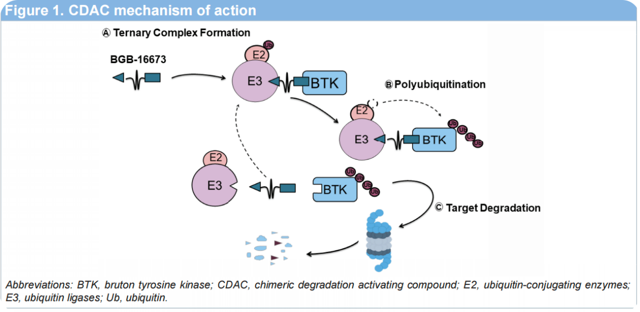 CDAc mechanism of action