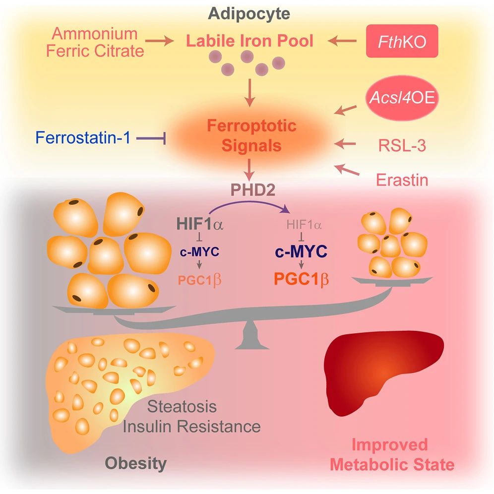 鐵死亡信號（ferroptotic signaling）通過靶向到Hif1α-c-Myc-PGC1β通路