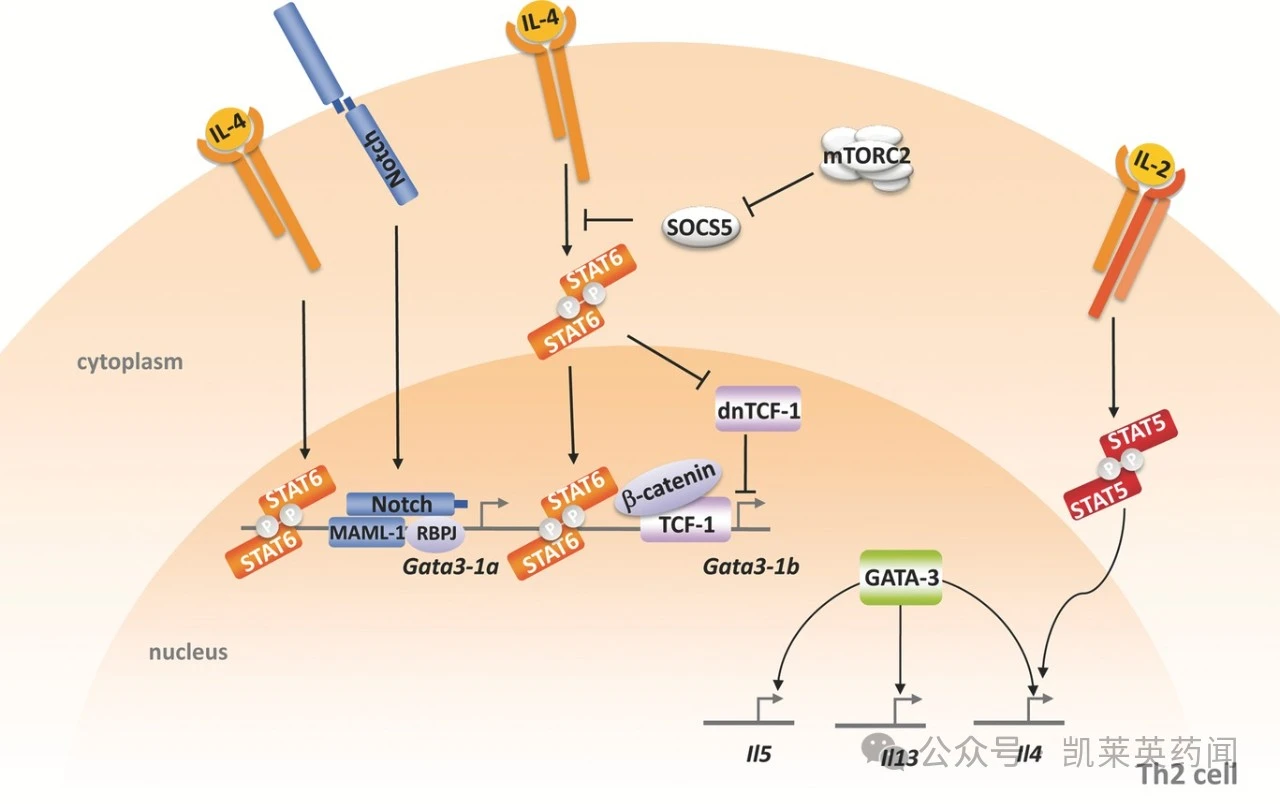 STAT6選擇性介導IL-4和IL-13的下游信號