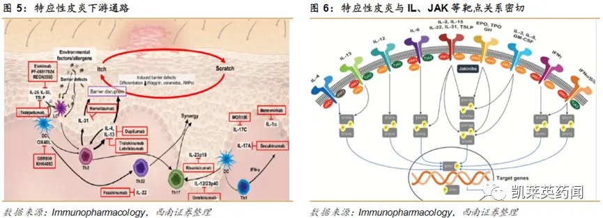 特應性皮炎與IL-4、IL-13、JAK等通路關系密切