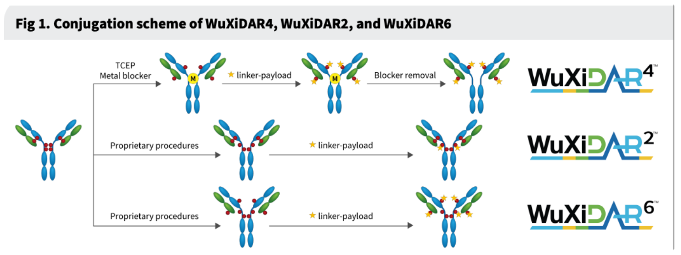 Conjugation scheme of WuXiDAR4, WuXiDAR2, and WuXiDAR6