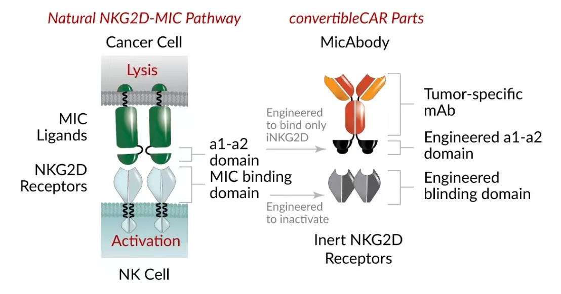 通过改变iNKG2D/TAA MicAbody的TAA，来实现CAR细胞治疗的多抗原靶向，增强肿瘤特异性，提高肿瘤杀伤力和安全性