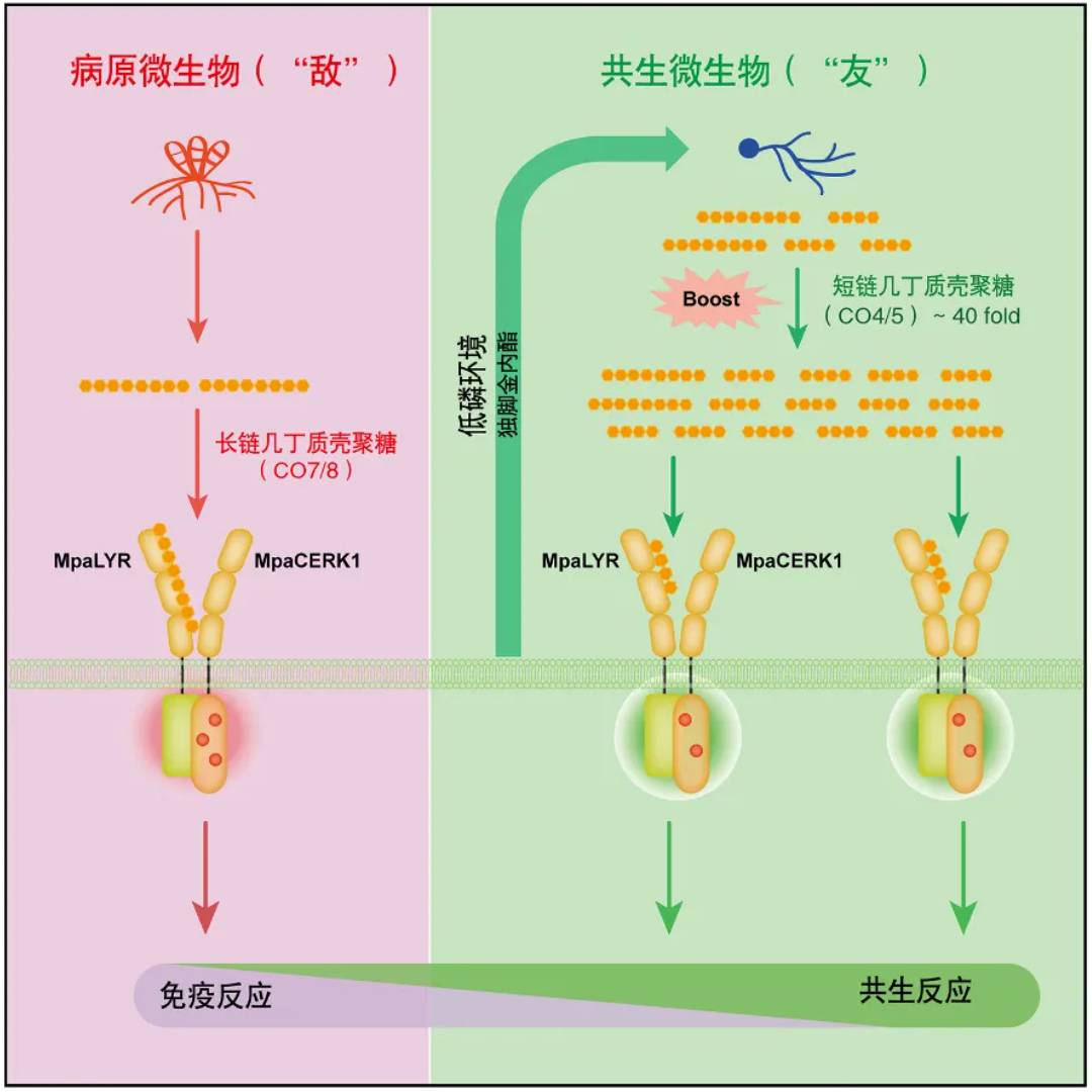 植物 MpaLYR-MpaCERK1 复合物
