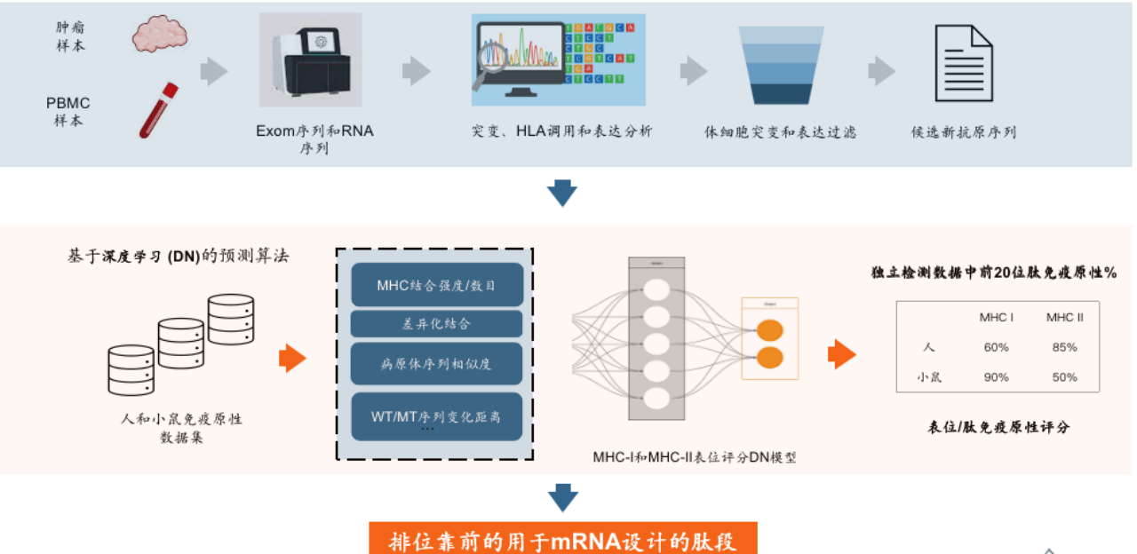 妙算系统新抗原预测算法设计