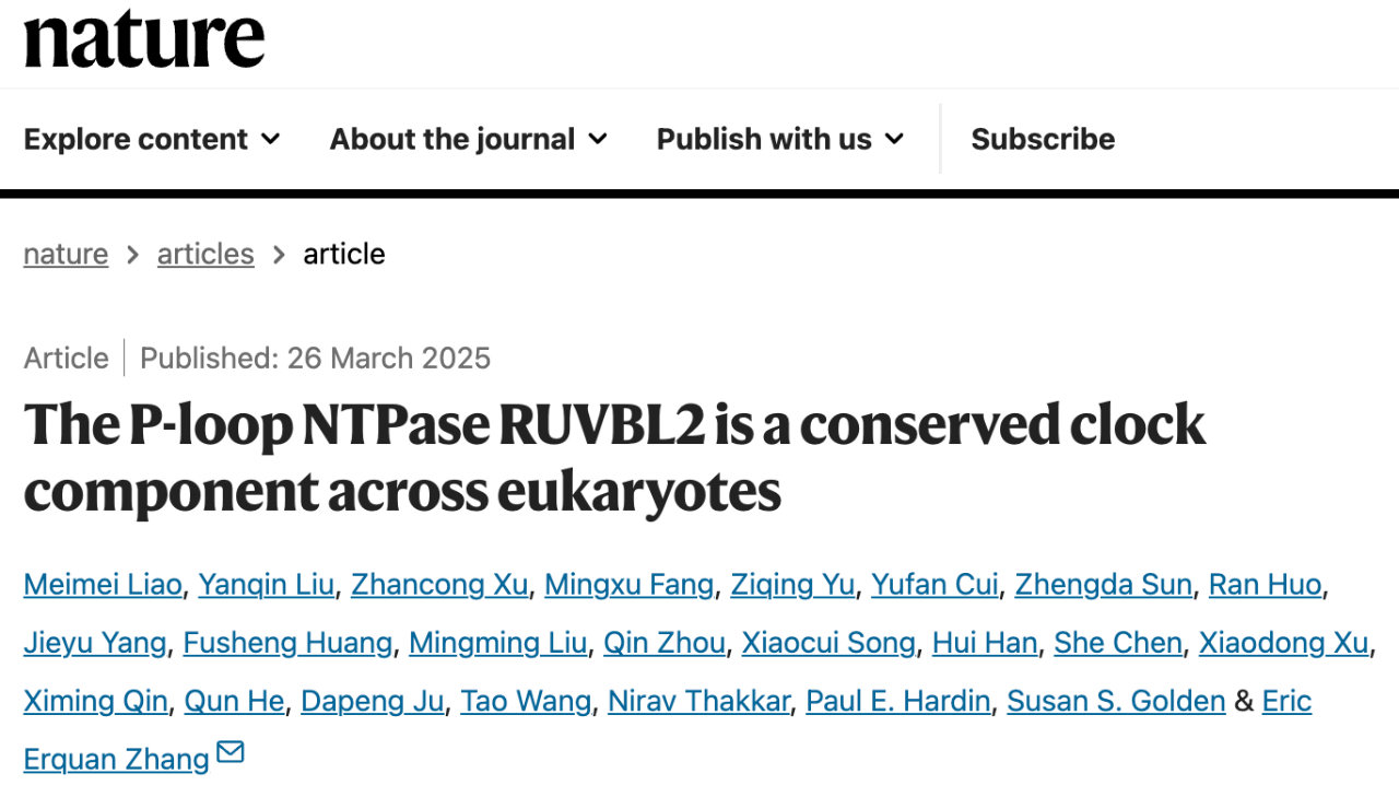 RUVBL2