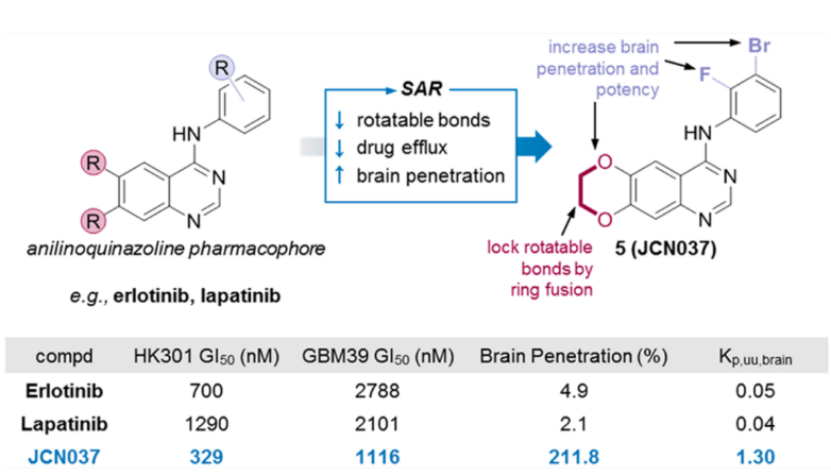 erlotinib、lapatinib和JCN037血腦滲透性試驗數(shù)值