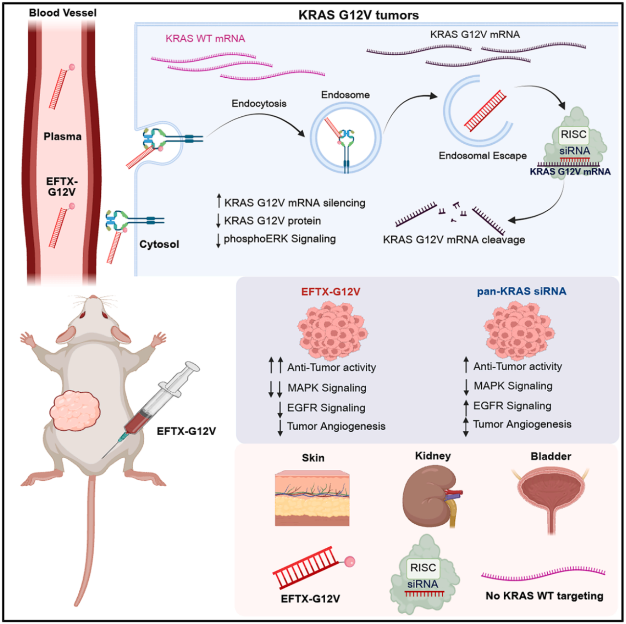KRAS G12V tumors