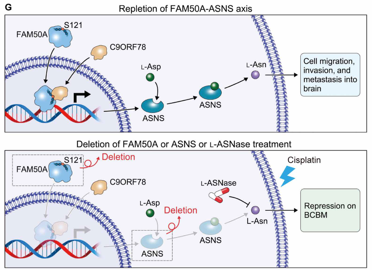 Repletion of FAM50A-ASNS axis