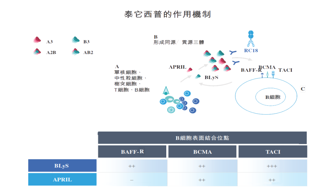 泰它西普的作用機(jī)制