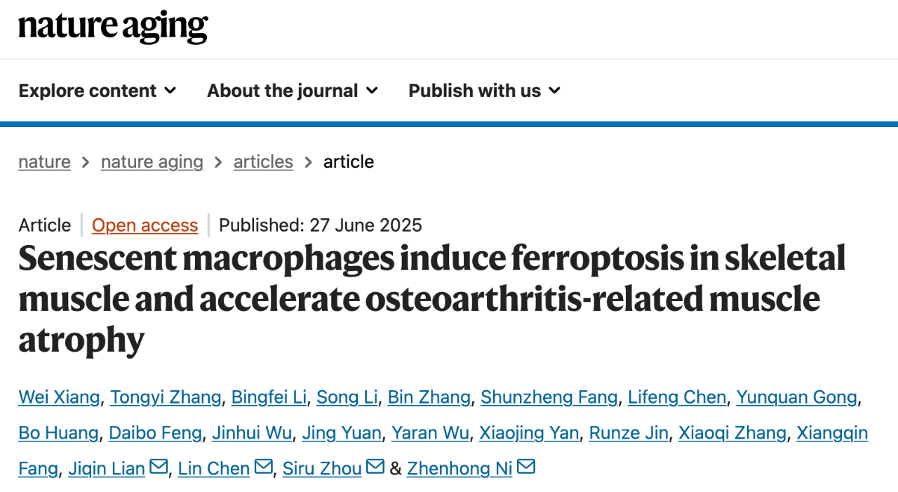 Senescent macrophages induce ferroptosis in skeletal muscle and accelerate osteoarthritis-related muscle atrophy