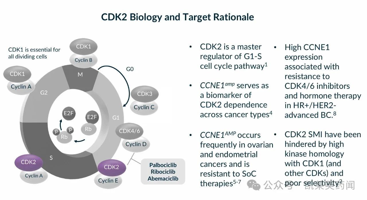 CDK2 Biology and Target Rationale