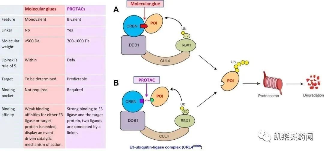 E3-ubiquitin-ligase complex