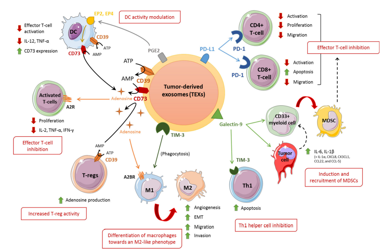 PD-L1在多種癌癥（胃癌、乳腺癌、胰腺癌、口腔食管癌、HNSCC、NSCLC和黑色素瘤）患者血漿中純化的外顯體中檢測(cè)到。