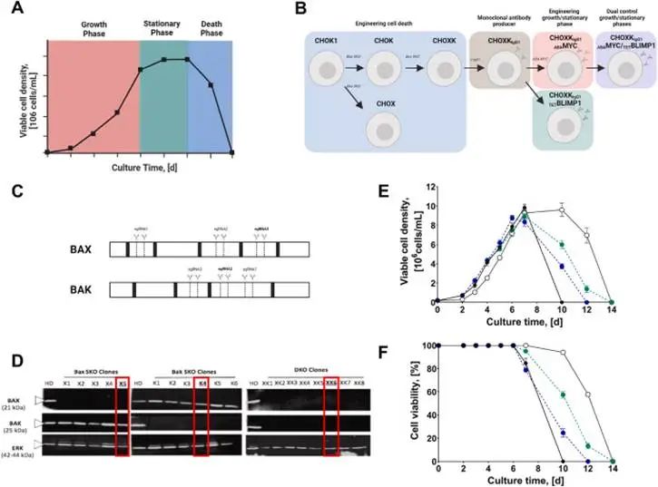 利用 CRISPR/Cas9 介導(dǎo)的敲除 (KO) 技術(shù)構(gòu)建抗死亡哺乳動物細胞。A ) 培養(yǎng)過程中哺乳動物細胞生長階段示意圖。B) 本研究中應(yīng)用的細胞工程和細胞系開發(fā)工作流程。C) Bax (NW_003614570.1) 和 Bak (NW_003614972.1) 基因中外顯子（白色）和內(nèi)含子（黑色）示意圖。靶向 Bax 和 Bak 外顯子 1-3 的gRNA 序列如表 S1所示。D) 對照 CHOK1 (HD)、Bax SKOs (X 1-5 )、Bak SKOs (K 1-6 ) 和 Bax-Bak DKOs (XK 1-8 ) 中Bax、Bak和 ERK蛋白表達的蛋白質(zhì)印跡分析。紅色方形框表示使用批次培養(yǎng)進一步表征的克隆。此外，圖S3描述了Bax、Bax SKO和DKO細胞系所有克隆的批次培養(yǎng)特性。E)和F) Bax SKO、Bak SKO和Bax-Bak DKO細胞系的活細胞密度和細胞活力概況。(黑色)對照CHOK1宿主，(藍色)Bax SKO (CHOX 5 )，(綠色)Bak SKO (CHOK 4 )和(白色)Bax-Bak DKO (CHOXK 6 )。實驗值代表三次生物學(xué)重復(fù)(n = 3)的平均值±SEM。