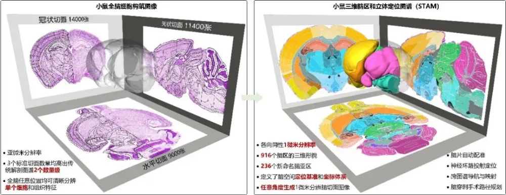 研究團隊構(gòu)建了小鼠大腦三維參考圖譜——STAM，提供了 916 個結(jié)構(gòu)的三維形貌，并能夠生成任意角度的 1 微米分辨率切片圖像。