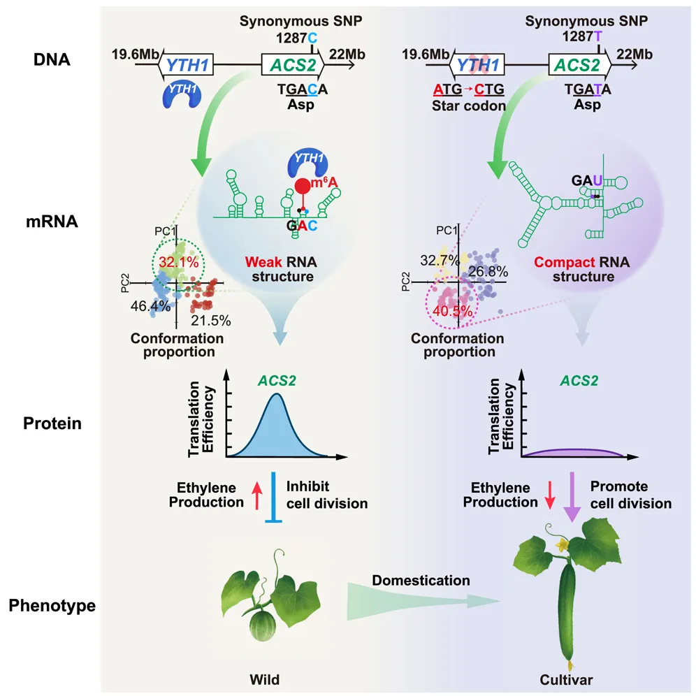 國際頂尖學(xué)術(shù)期刊 Cell 上發(fā)表了題為：Recessive epistasis of a synonymous mutation confers cucumber domestication through epitranscriptomic regulation 的研究論文。