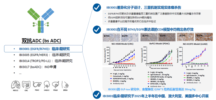 IBI3001在臨床前療效研究中展現(xiàn)了多機(jī)制協(xié)同作用，包括靶點(diǎn)端的阻斷作用，毒素的殺傷。