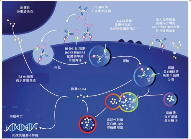倫康依隆妥單抗作用機制