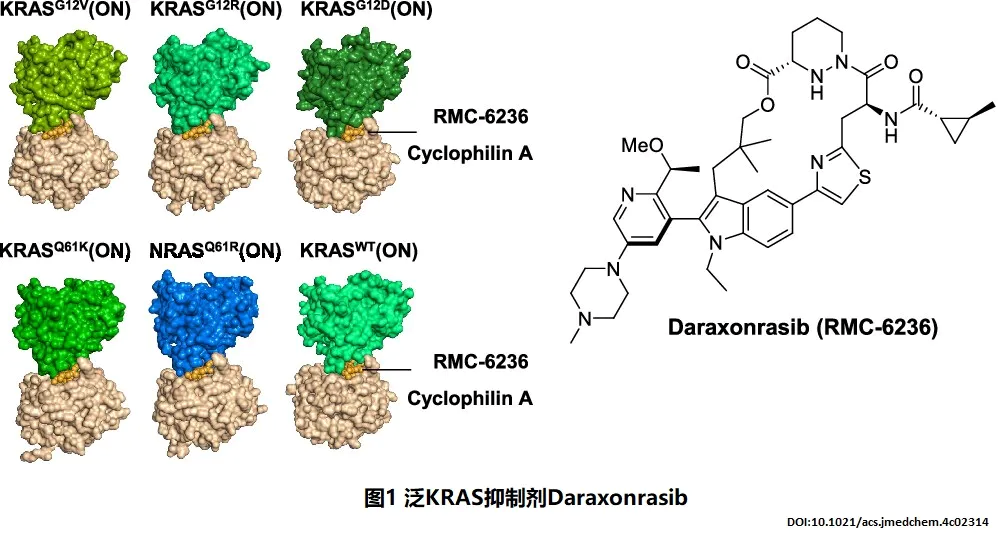 泛KRAS抑制劑Daraxonrasib
