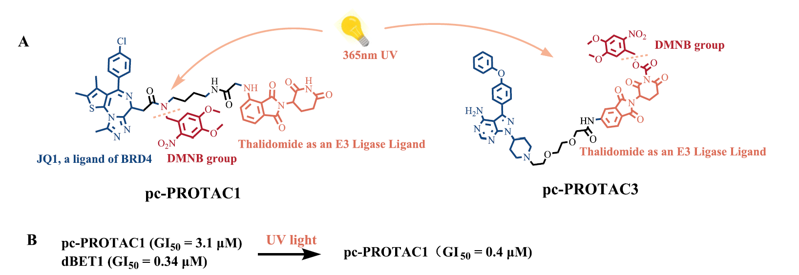 光控PROTAC（pc-PROTAC1和pc-PROTAC3）的化學(xué)結(jié)構(gòu)及其在細(xì)胞和動(dòng)物研究中的治療效果