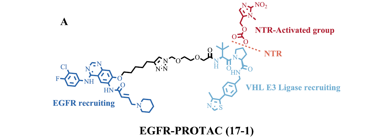 NTR響應(yīng)型PROTAC的化學(xué)結(jié)構(gòu)