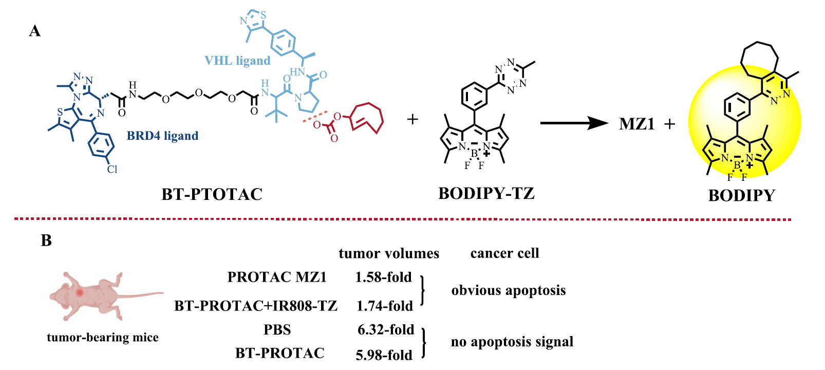 生物正交激活的PROTAC（BT-PROTAC）的化學(xué)結(jié)構(gòu)和細(xì)胞實(shí)驗(yàn)結(jié)果